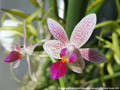 Photo : Phalaenopsis Little Sister