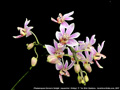 Photo : Phalaenopsis Donna's Delight