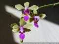 Photo : Phalaenopsis Memoria Herman Sweet