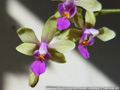Photo : Phalaenopsis Memoria Herman Sweet