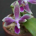 Photo : Mukaishima Orchid Center's