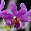 Photo : Saxony Orchids