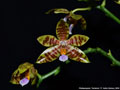 Photo : Phalaenopsis Yardstick