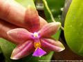 Photo : Phalaenopsis Norman
