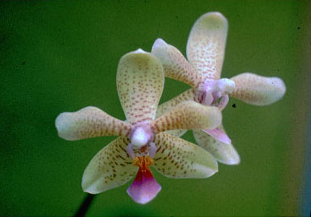 Phalaenopsis Apricot Glow