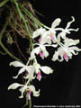 Photo : Phalaenopsis fimbriata
