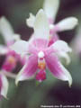 Photo : Phalaenopsis Java