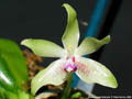 Photo : Phalaenopsis fimbriata