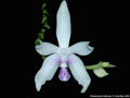 Photo : Phalaenopsis fimbriata