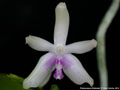 Photo : Phalaenopsis fimbriata