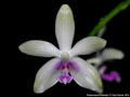 Photo : Phalaenopsis fimbriata