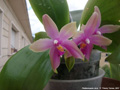 Photo : Phalaenopsis Java