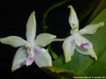 Photo : Phalaenopsis fimbriata