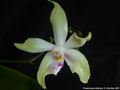 Photo : Phalaenopsis fimbriata