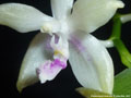 Photo : Phalaenopsis fimbriata