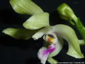 Photo : Phalaenopsis fimbriata