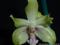 Photo : Phalaenopsis fimbriata