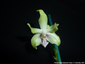 Photo : Phalaenopsis fimbriata