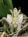 Photo : Phalaenopsis finleyi