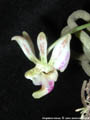 Photo : Phalaenopsis finleyi