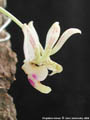 Photo : Phalaenopsis finleyi