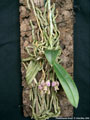 Photo : Phalaenopsis finleyi