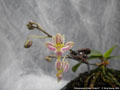 Photo : Phalaenopsis finleyi