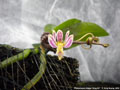 Photo : Phalaenopsis finleyi