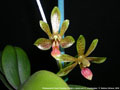 Photo : Phalaenopsis Krabi Paradise