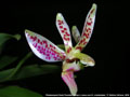 Photo : Phalaenopsis Krabi Paradise