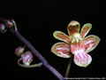 Photo : Phalaenopsis Huang's Finchi
