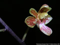 Photo : Phalaenopsis Huang's Finchi