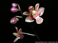 Photo : Phalaenopsis Huang's Finchi
