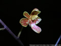 Photo : Phalaenopsis Huang's Finchi