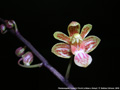 Photo : Phalaenopsis Huang's Finchi