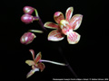 Photo : Phalaenopsis Huang's Finchi