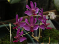 Photo : Phalaenopsis San Shia Swan