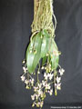 Photo : Phalaenopsis finleyi