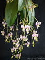 Photo : Phalaenopsis finleyi