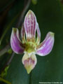 Photo : Phalaenopsis finleyi