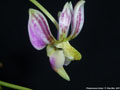 Photo : Phalaenopsis finleyi