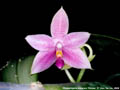 Photo : Phalaenopsis Essence Yuhmei