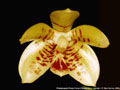 Photo : Phalaenopsis Flores Focus