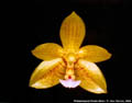 Photo : Phalaenopsis Flores Moon