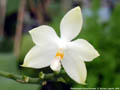 Photo : Phalaenopsis Palace Florastar