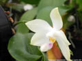 Photo : Phalaenopsis Palace Florastar