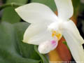 Photo : Phalaenopsis Palace Florastar
