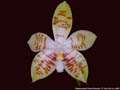 Photo : Phalaenopsis Flores Summer