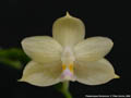 Photo : Phalaenopsis floresensis