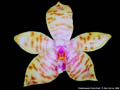 Photo : Phalaenopsis Flores Bast